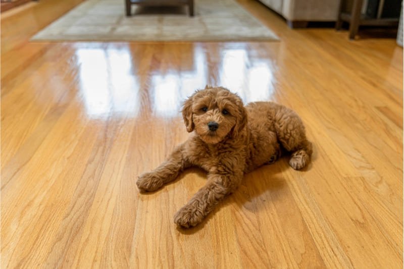 A dog sitting on engineered hardwood flooring