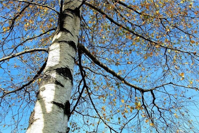 Tall White Birch Tree