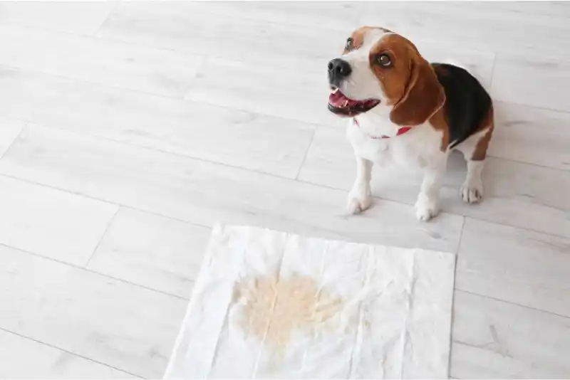 Dog near underpad with wet spot on vinyl floor